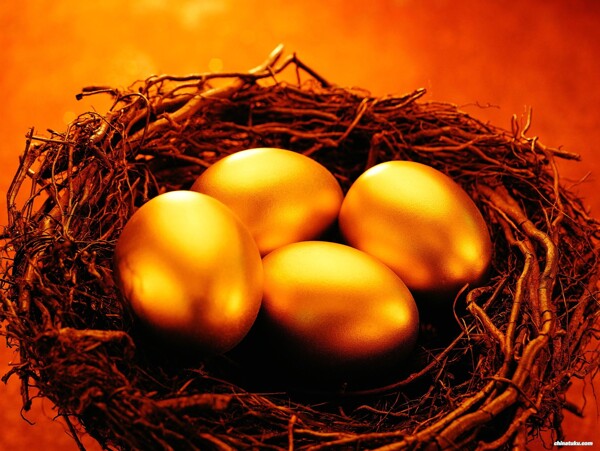 鸟巢中的金蛋