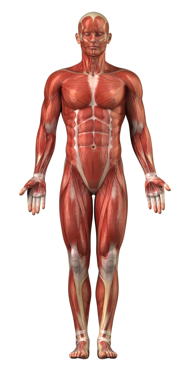 人体肌肉组织结构图片