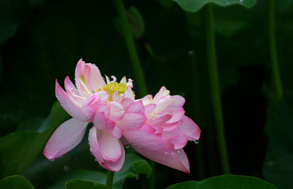 雨中荷花