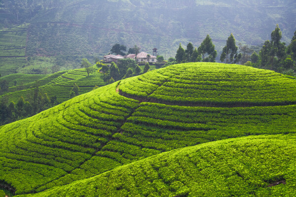 美丽茶山风景图片