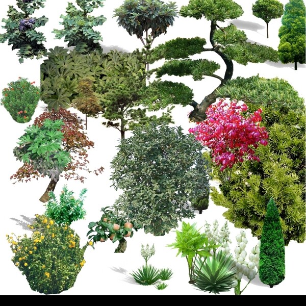 常用灌木树种园林素材图片