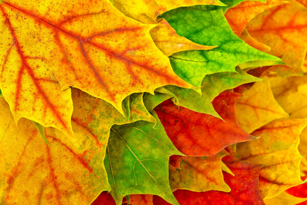 秋天黄叶背景图片