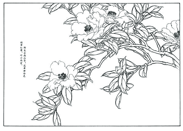 花卉白描图片