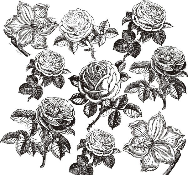 手绘玫瑰花图片