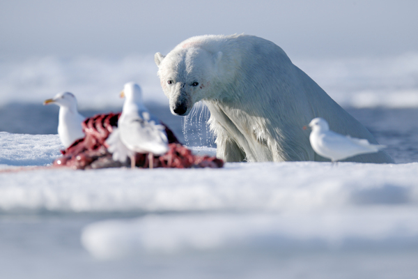 雪地里的北极熊与鸽子