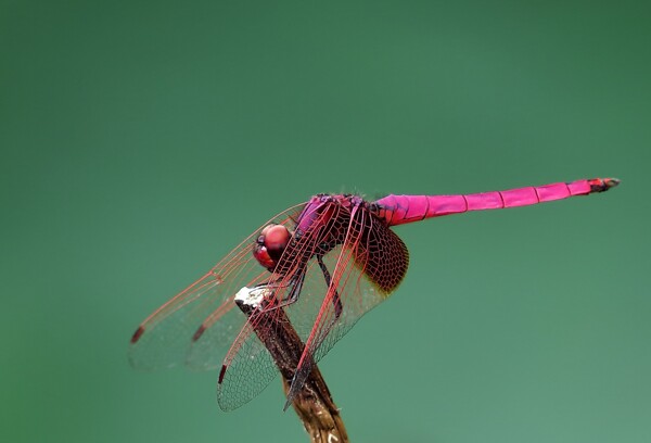 唯美红色蜻蜓图片