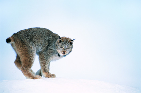 雪地上的野猫