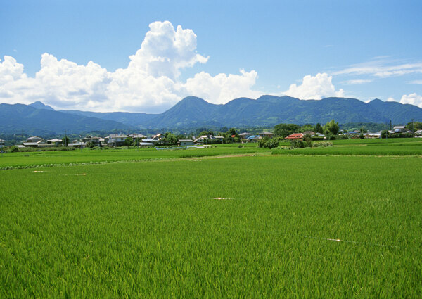 春天的田野