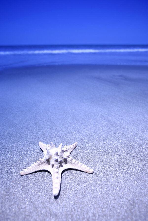 夏日气息海星海边阳光花夏日用品水风景帽子鞋子沙滩旅游