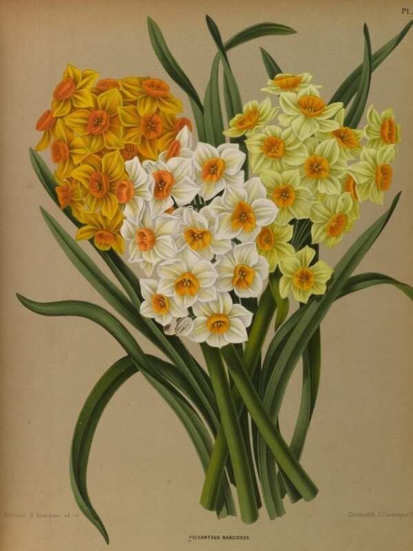 复古手绘一束水仙花图片