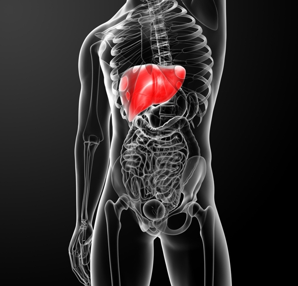 肝脏肌肉骨骼结构图片