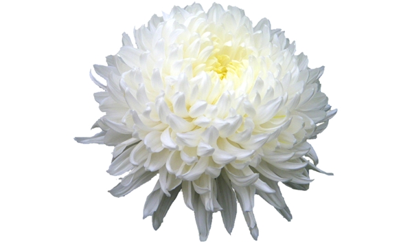 白颜色的菊花免抠psd透明素材