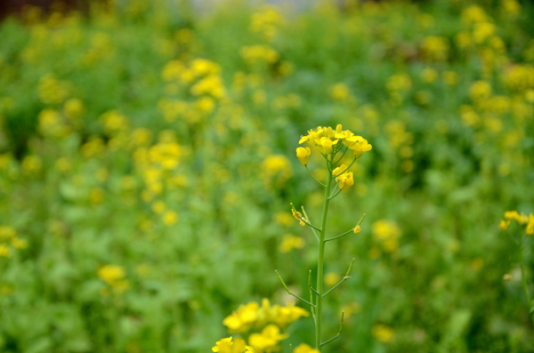 油菜花图片