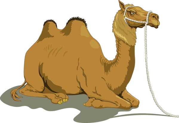 骆驼矢量素材