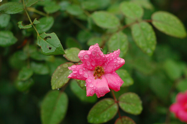 雨中花图片