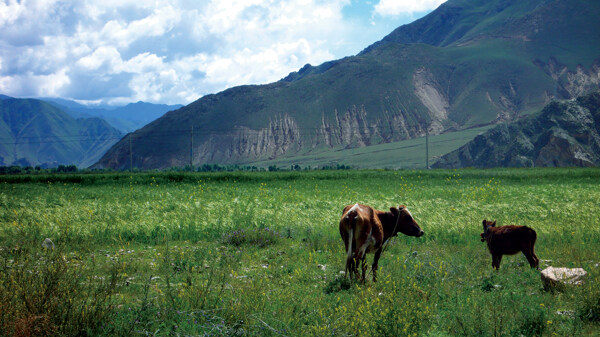 草原上的牛风景