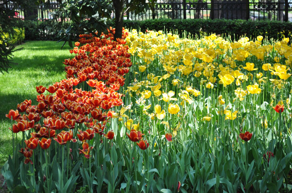 郁金香花海图片