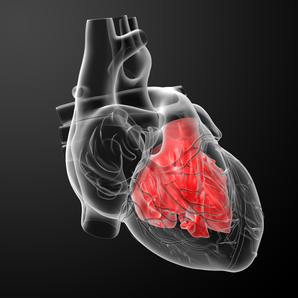 人体心脏器官透视图片