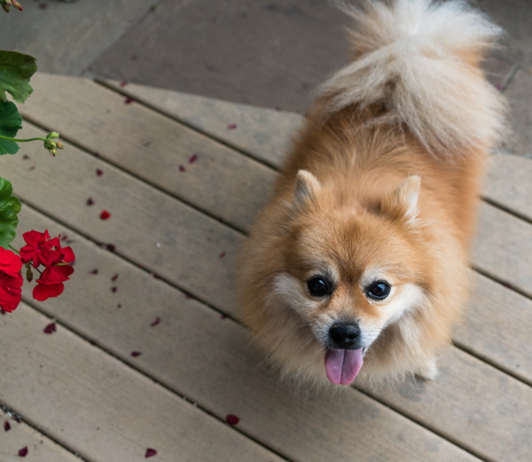 狐狸犬高清图片