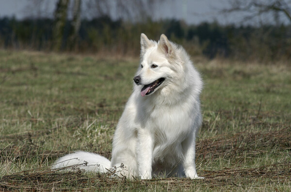 草地上白色宠物狗