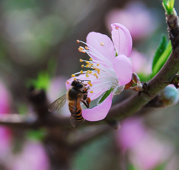 蜜蜂图片