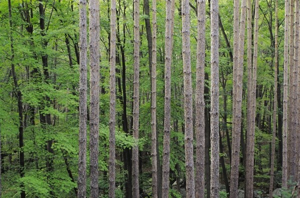 林间树木高清图片