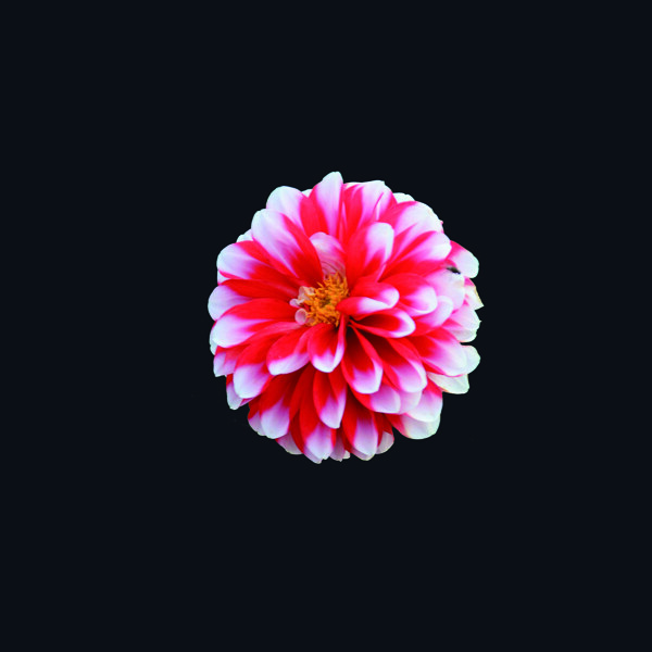 位图写实花卉植物花朵免费素材