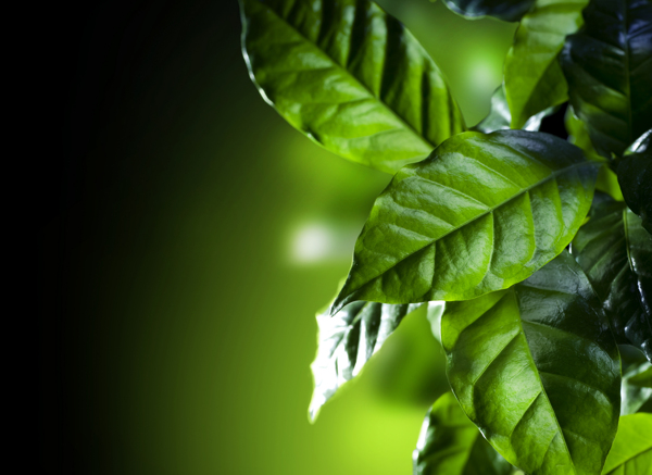 咖啡豆的绿叶图片