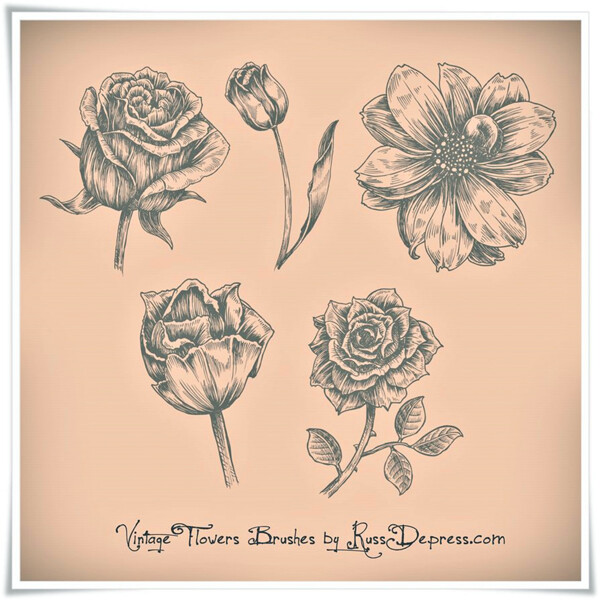 漂亮的手绘玫瑰花鲜花花朵图案PS花朵笔刷