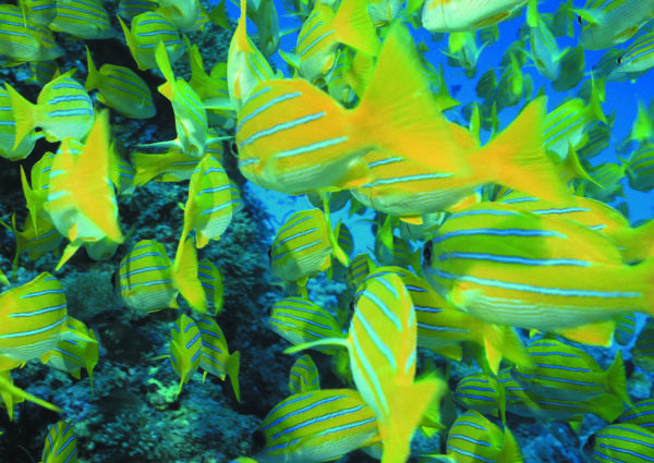 海洋生物