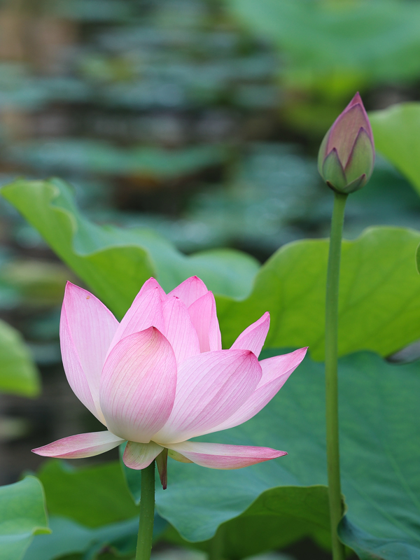 清新池塘自然风光粉色荷花花苞