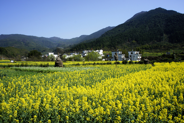 蓝天下连绵的山脉和黄灿灿的油菜花田