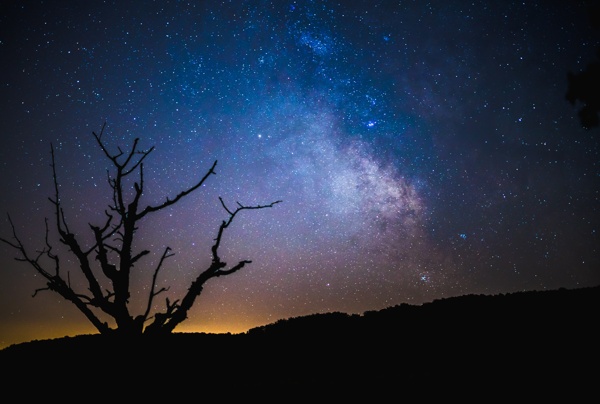 枯树剪影与璀璨星空银河