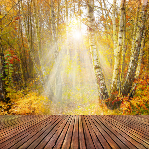 洒进枫树林的阳光木板背景图片