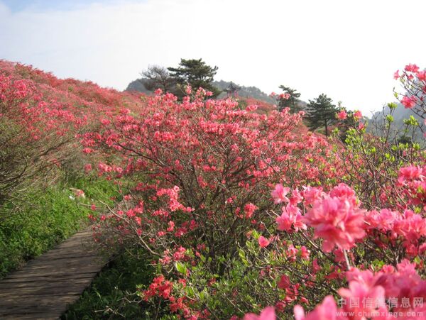 花花草草图片