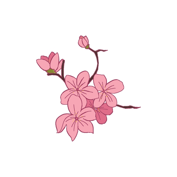 含苞待放的樱花插画
