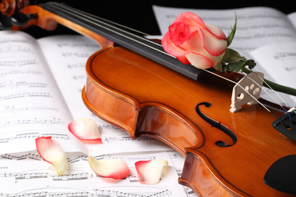 小提琴乐谱玫瑰花图片图片