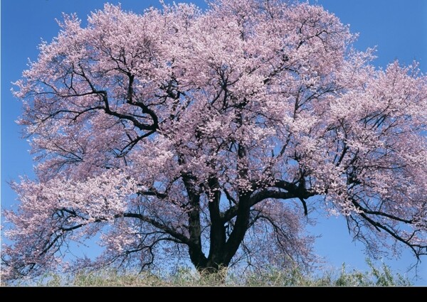 樱花图片