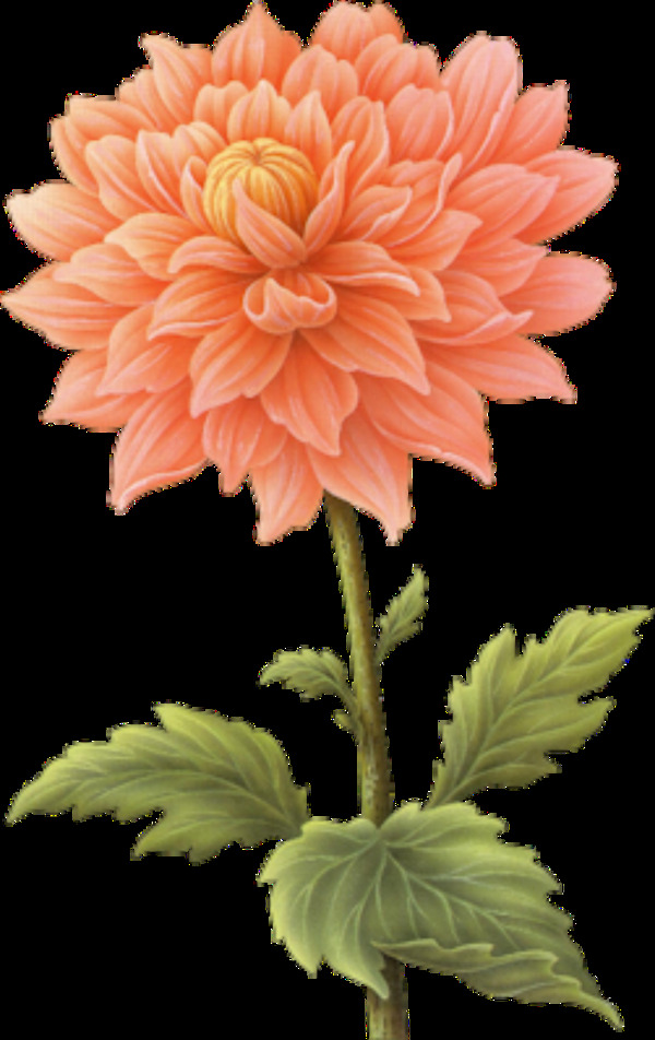 简约橙红色花朵手绘菊花装饰元素
