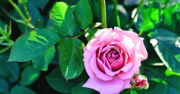 玫瑰特写粉红色花卉