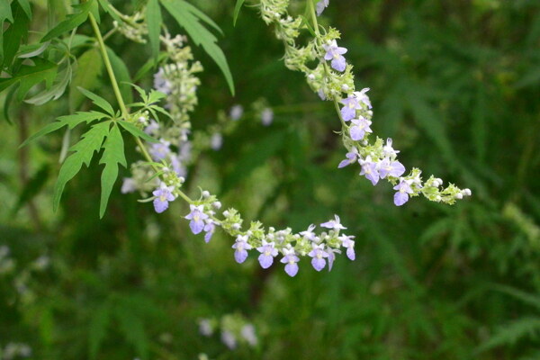 荆条花