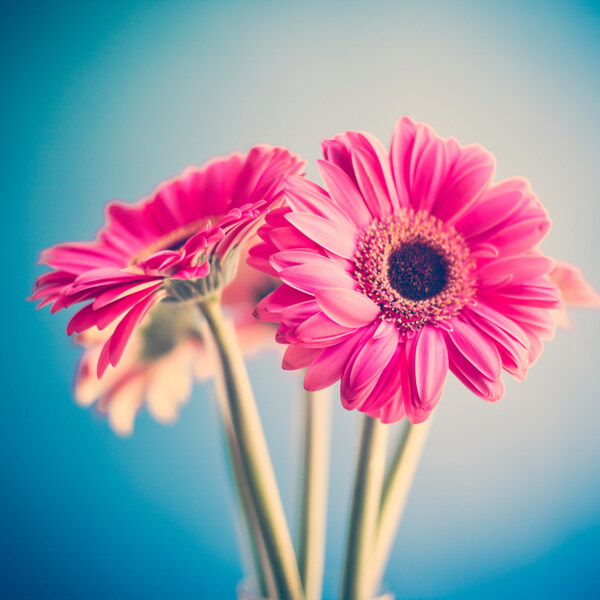花花卉粉红色的花图片