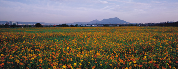 花海