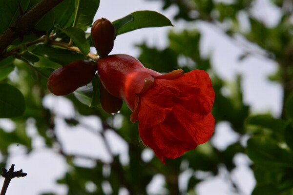 石榴花