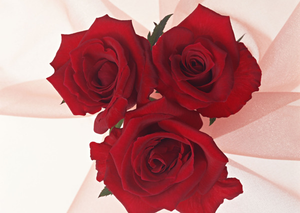 浪漫红色玫瑰花图片
