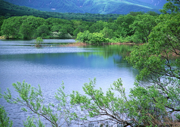 树植物水风景山