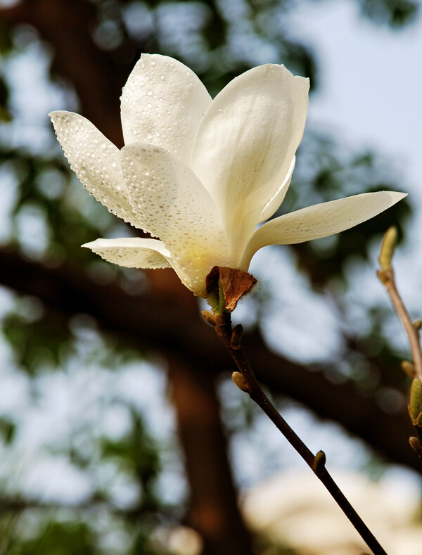 玉兰花图片