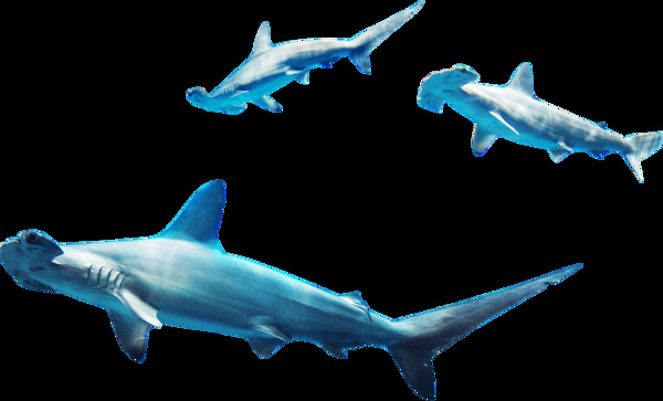 手绘蓝色鲨鱼元素