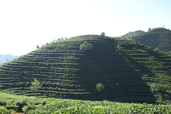 茶叶基地图片